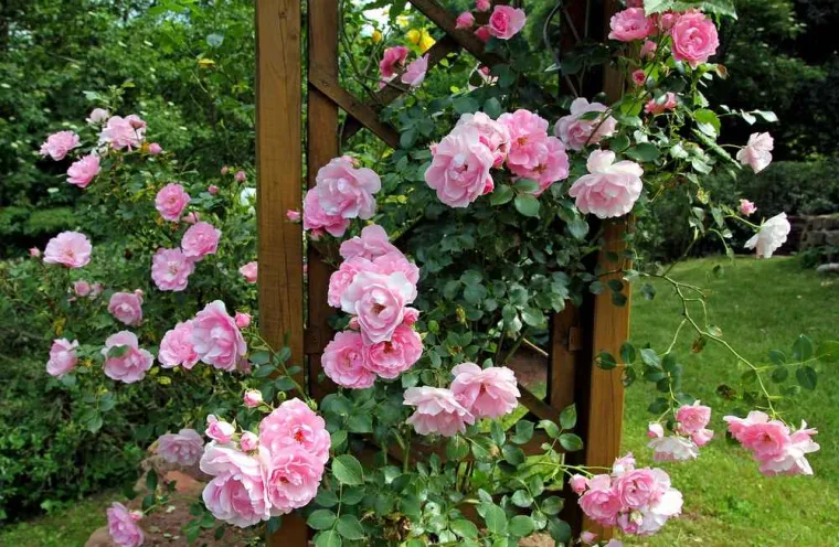 Tonte de pelouse au pied des rosiers, Roquebrune-sur-Argens, MLM Paysage