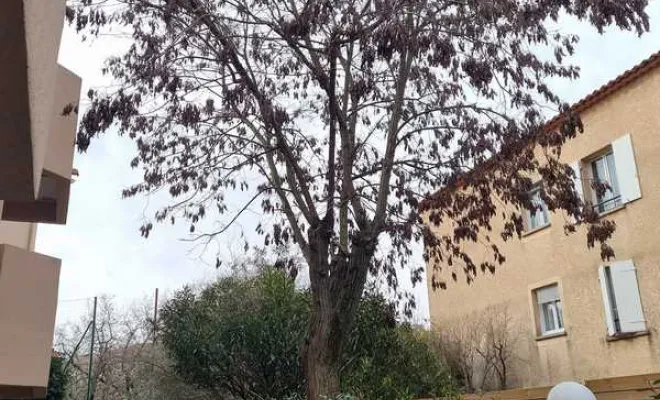 Abattage d'arbres, Roquebrune-sur-Argens, MLM Paysage