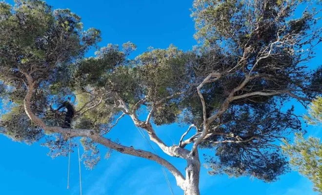 Abattage d'arbres, Roquebrune-sur-Argens, MLM Paysage